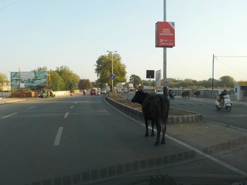 First holly cow on a street