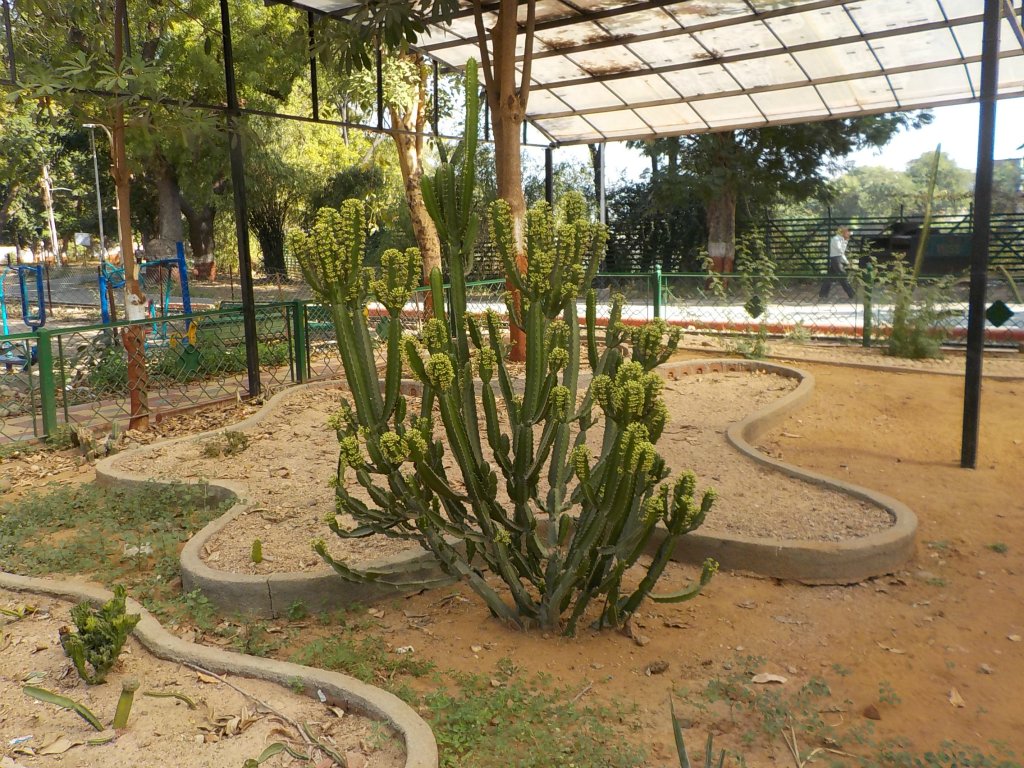 A plant in the park