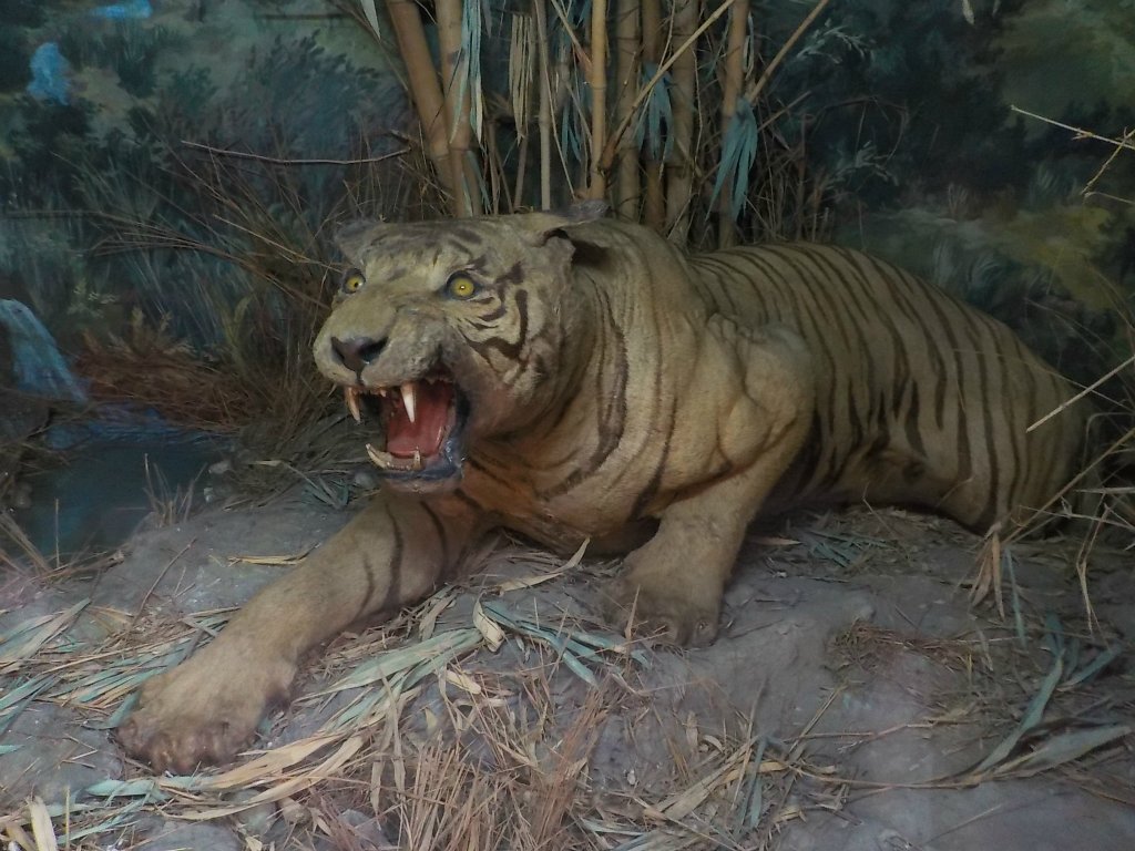 This tiger was hunted by the maharaja of Baroda on 23.03.1914 near Songadh of Tapi district