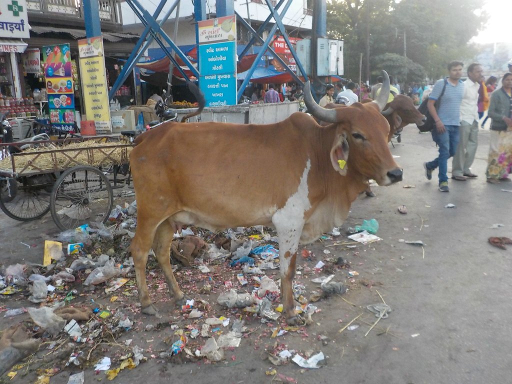 Typical view - a cow and some rubbish. The lunch is over now ;-)