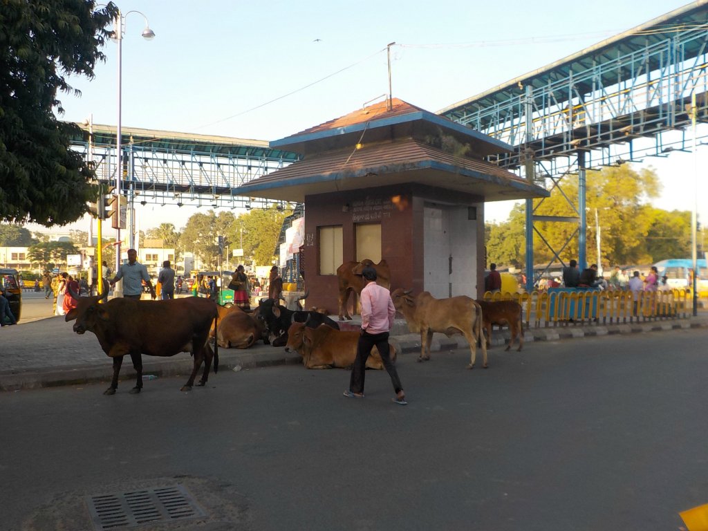There are a lot of cows around the railway station